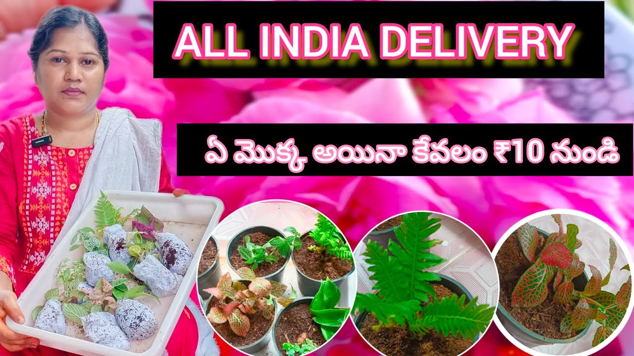 Low cost plants online plants shopping indoor plants gardening