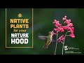 Native Plants for your Naturehood
