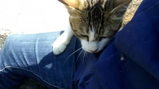 下ろしても下ろしてもまた膝の上に戻ってくる野良猫