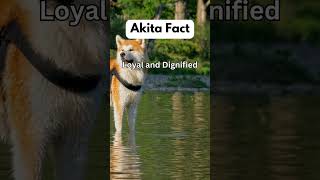 Akita Dog Breed Facts #shorts #pets