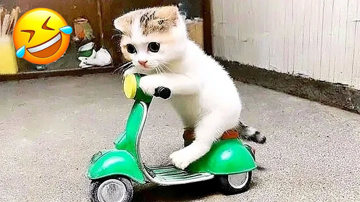 Watch the video about Funniest Cats And Dogs Videos of the Century 😅 #4