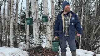 Spring returns to Alaskan Cabin アラスカの小屋に春が戻ってきた Tasting of Spring Forest 春の森の味わい