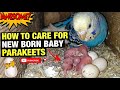 HOW TO CARE FOR NEW BORN BABY PARAKEETS