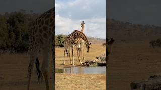 Giraffe drinking South Africa