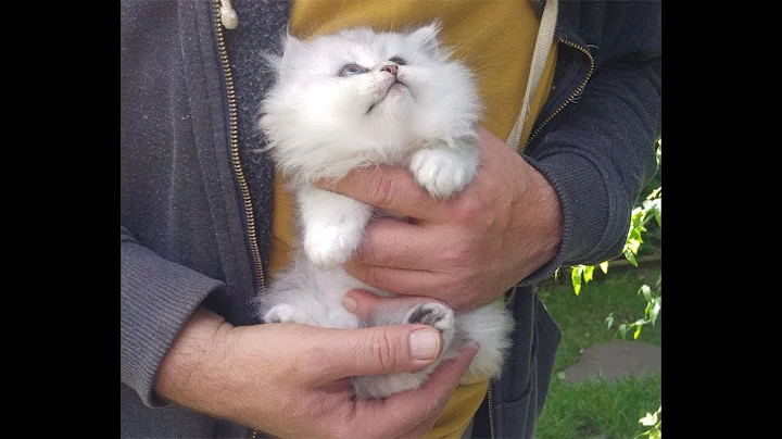 Watch the video about Chinchilla persian little boy...