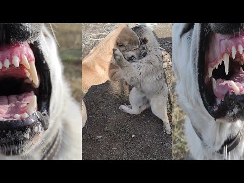 მანჩომ და ალტამ ვერ გაუგეს ერთმანეთს !!! არ ინერვიულოთ მეგობრებო ყველაფერი არის კარგად,