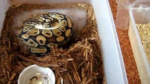 2008 Clutch#3 Ball Python eggs
