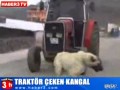 Worlds strongest dog pulls tractor