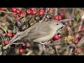 Garden Warbler Singing 4K