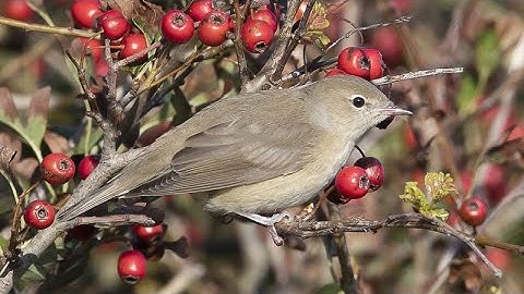 Garden Warbler Singing 4K