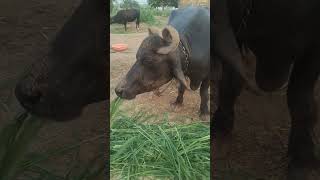 big buffalo #village #baffalo #sound #animals #shorts #shortvideo #animalsounds