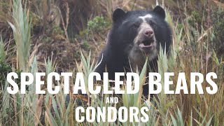 Spectacled bears and Andean condors in Ecuador - Before It Is All Gone | Short Episodes - #4