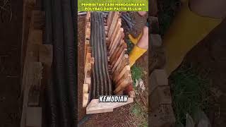 Download Lagu How to make chili seed polybets easily and simply MP3