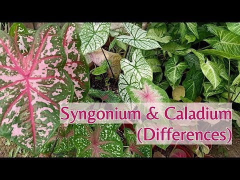 The Differences Between Syngonium And Caladium | Plant Identification