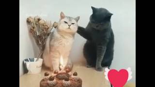 ДЕНЬ РОЖДЕНИЯ!!! С ДНЁМ ВАРЕНЬЯ!!! Красивая видео открытка! VLOG #открытка#деньрождения#