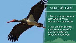 Животные под угрозой - Приволжский федеральный округ Животные под угрозой - Приволжский федеральный округ