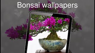 Bonsai wallpapers 4k screenshot 2