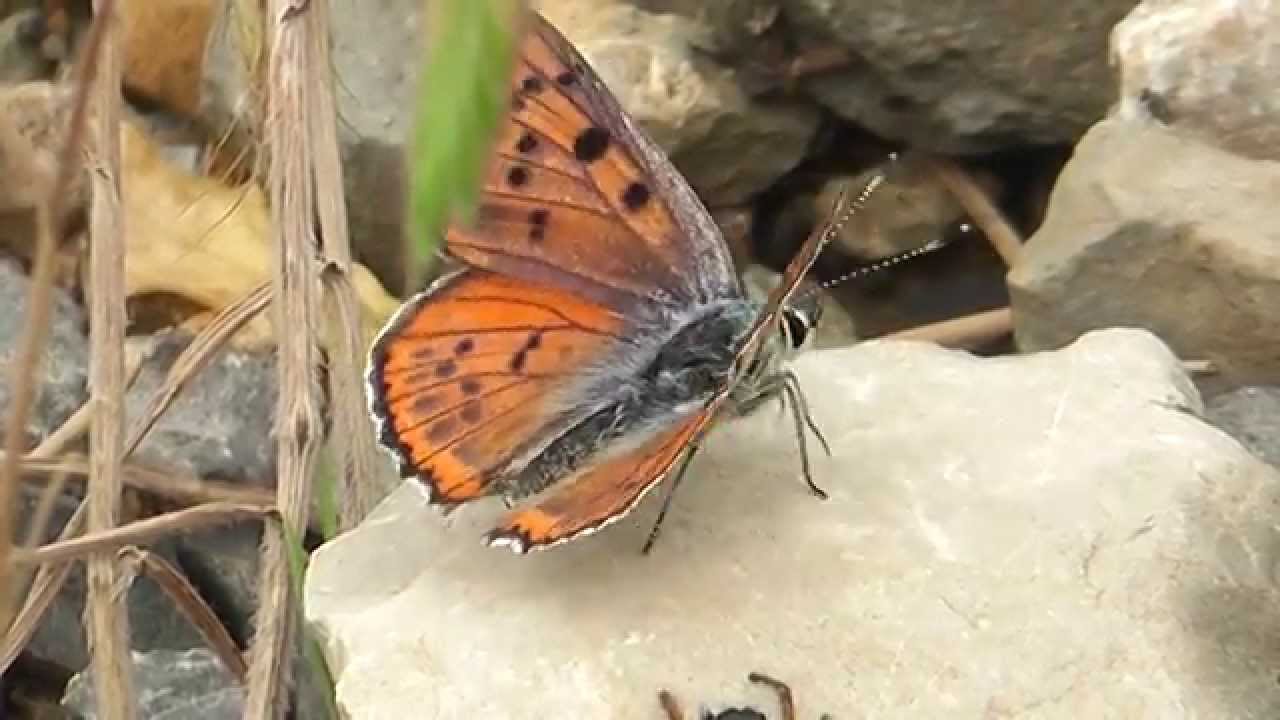 'Attack of the Jumping Spider'