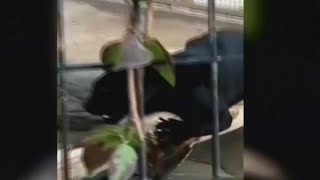 Jaguar attacks woman trying to take selfie