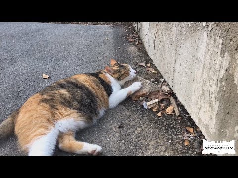 고양이 체형때문에 임신했다고 오해받는, 돌을 좋아하는 길고양이The <strong>pot</strong> belly <strong>cat</strong>
