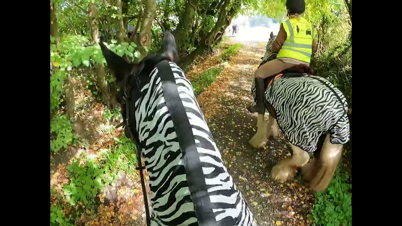 Sally says NO to GRINDING #cob #gypsyvanner #stables #horseriding #