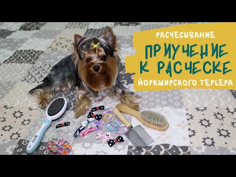 Спокойное отношение к расчесыванию: как приучить собаку к расческе и грумингу, уход за шерстью йорка
