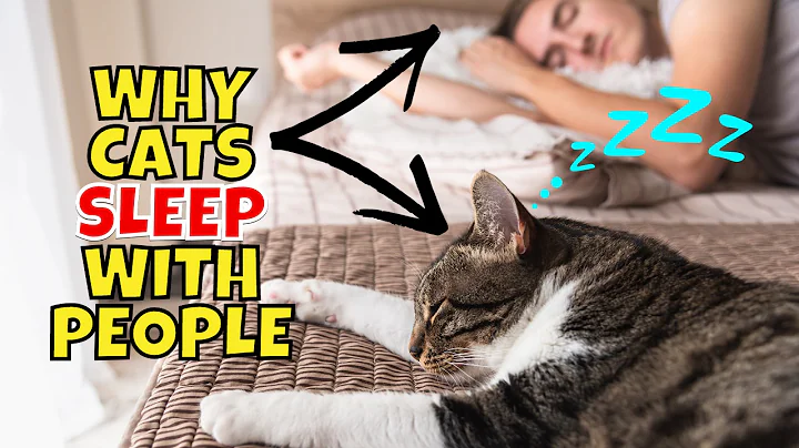 9 Scientific Reasons Why Your Cat Sleeps With You - DayDayNews