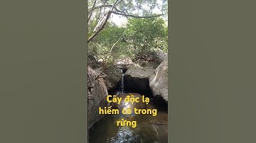 Cây độc lạ hiếm có trong rừng.l Sinh Tồn Tây Nguyên.