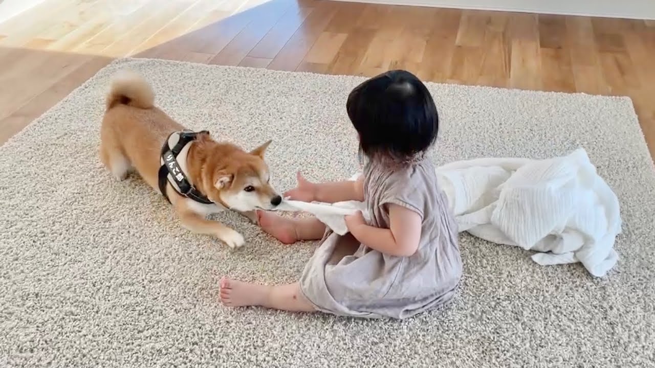 新居をガリガリし早速怒られる柴犬 Youtube