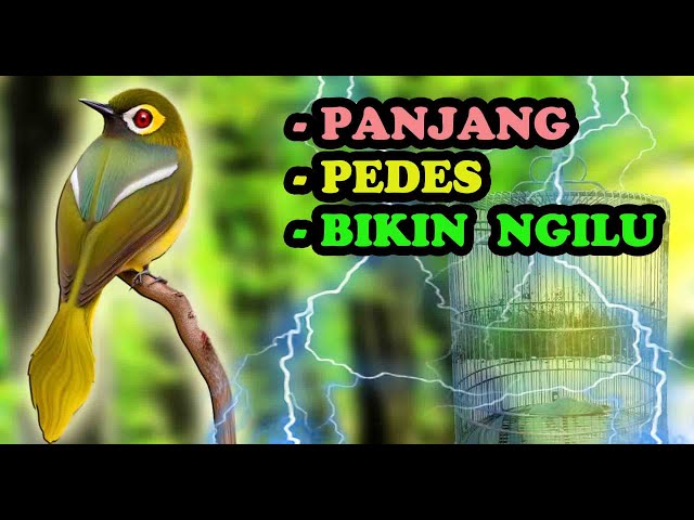 Masteran Burung Kecil Mewah Pedas Nembak Tajam class=