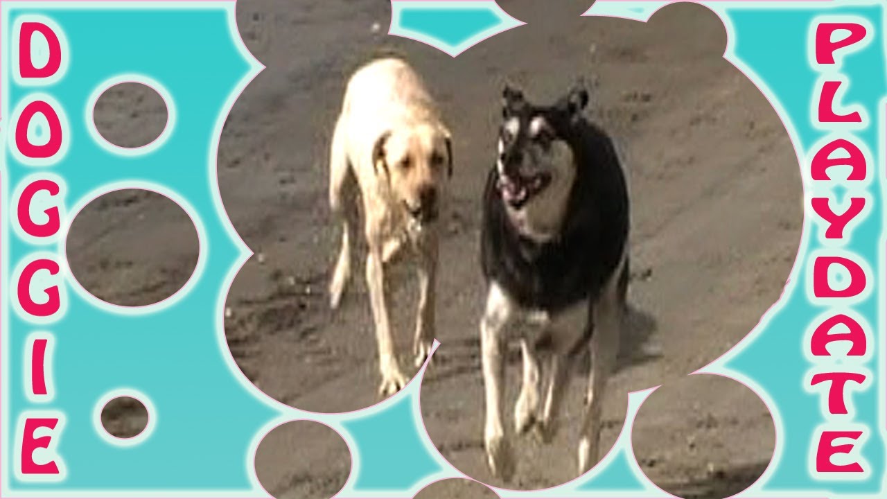 Doggie Play Date physical education