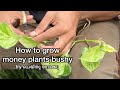 How to grow money plants bushy