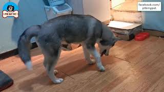 The Battle Between Stupid Husky And The Floor | Funny Husky