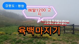 [육백마지기][차박]차박이좋다.