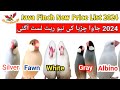 Java Sparrow New Price List 2024 | All Java Latest Price 2024 | White,Silver,Fawn,Gray,Opal,Albino
