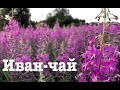 #62. Заготавливаем Иван-чай. [Жизнь на своей земле]