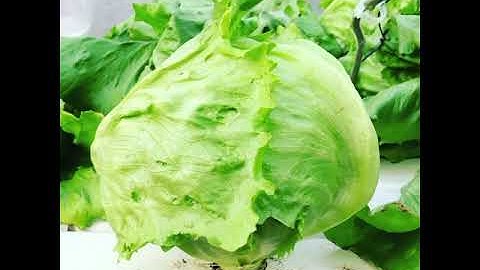 Hydroponic ice berg lettuce