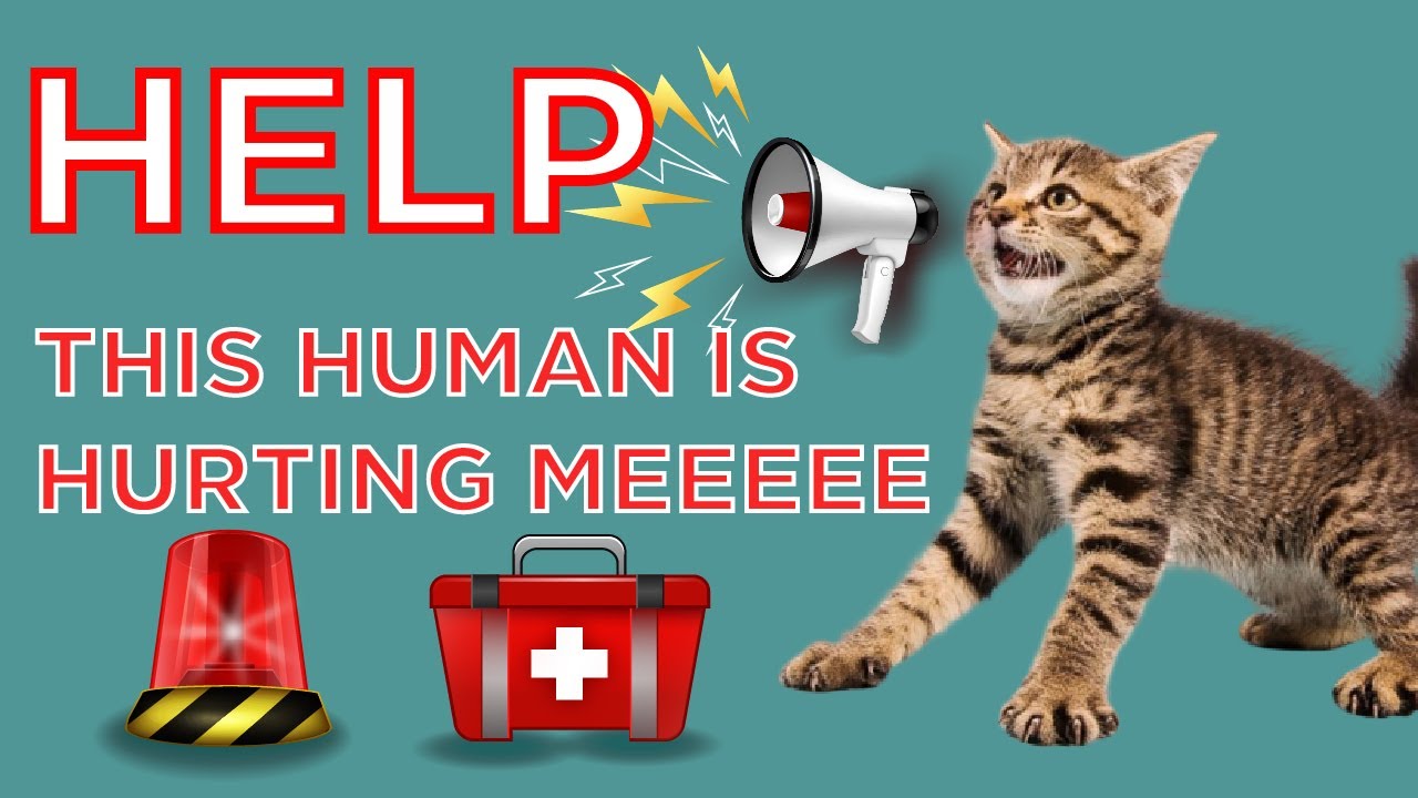 Animal Abuse: How to Take Action When You Witness Animal Cruelty