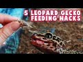 Leopard Gecko Feeding Hacks // Dusting, Handfeeding, Feeder Insects Sizes & More!