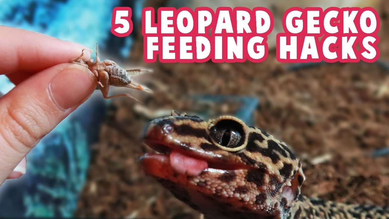 Leopard Gecko Feeding Chart