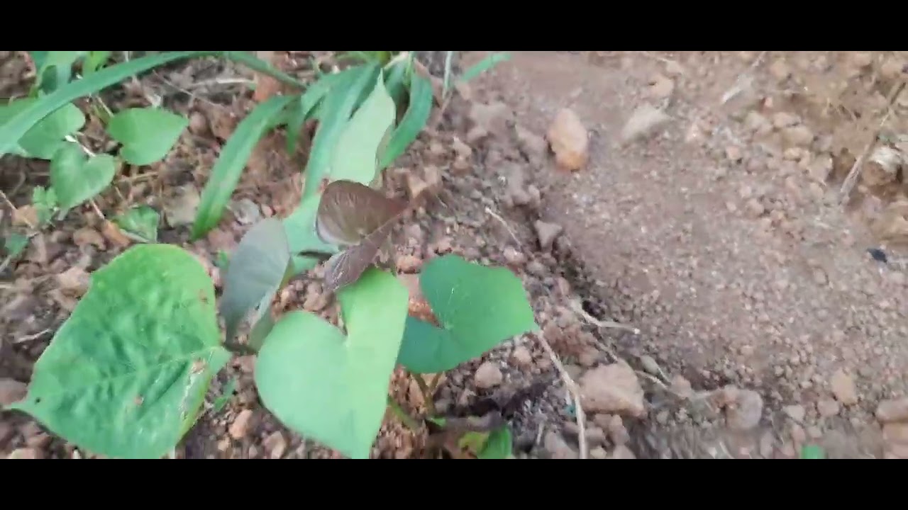 arrowroot and sweet potatoes farming