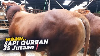 Expo Sapi Simental Super Mirip Belgian Blue 500 kg Up Harga Murah❗