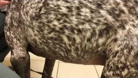 Bloat in a dog. How to diagnose GDV, and why an acutely distended abdomen might be an emergency. Co