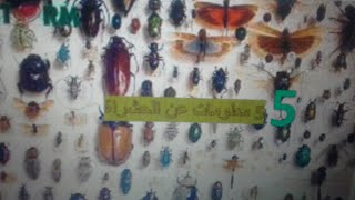 5 معلومات عن الحشرات