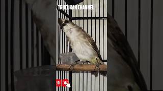 Download Lagu trucukan Kalimantan gacor MP3