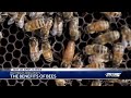 Fighting South Florida pests: Ways to boot out bees from your home