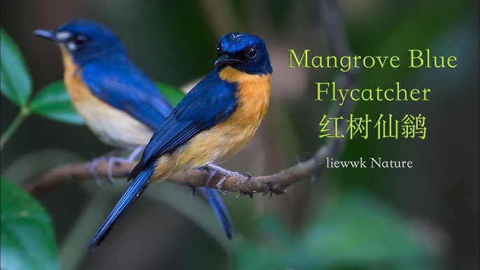 Negligeedagi shaxsiy erotik fotosuratlar Xinata xotini bilan jinsiy aloqa