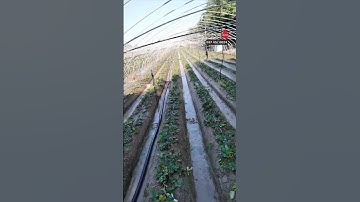 Béc phun mua cánh bướm tầm phun rộng 6m phủ điều giá rẻ#becphunmua