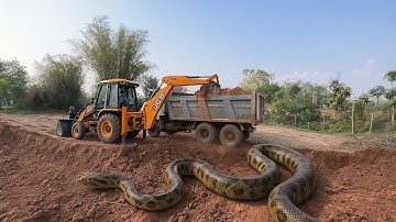 Jcb 3D X machine  backhoe loading machine tipper loading video Jcb HD video. #jcbvideo