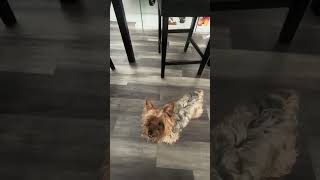 The Pair Of Eyes That Watch Me 247